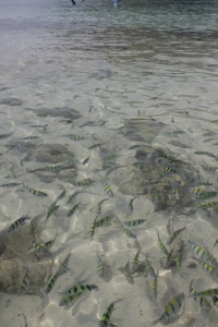 Fishes @ Tub Island